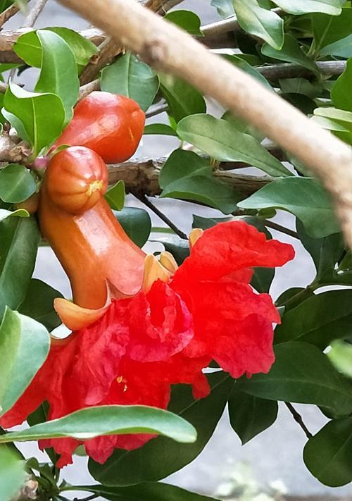 石榴花的花语和神话故事（探寻石榴花背后的意义与传说）