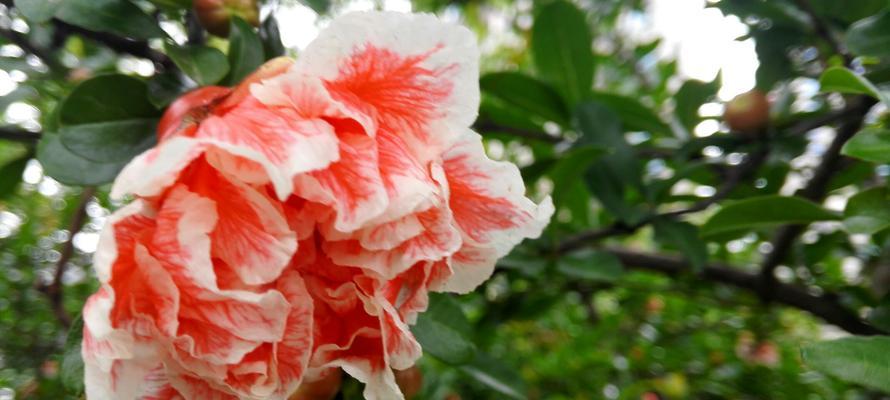 石榴花的花语和神话故事（探寻石榴花背后的意义与传说）