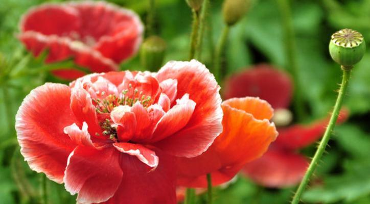 虞美人——美丽与危险并存的花卉（探究虞美人的毒性及其危害）