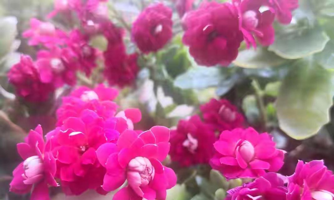 长寿之花（百年长寿，花开永恒）