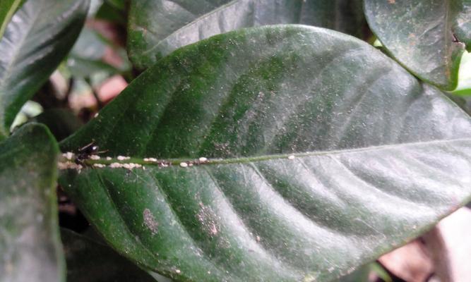 栀子花是否易招虫子？（了解栀子花的生态环境，避免虫害的发生）