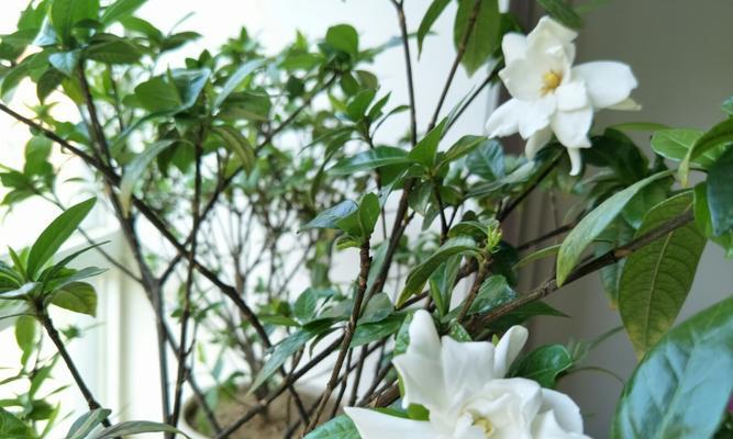 栀子花是否易招虫子？（了解栀子花的生态环境，避免虫害的发生）