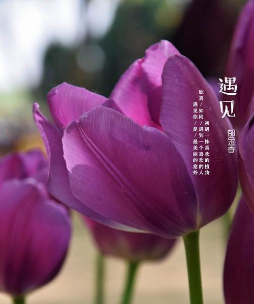 双色郁金香的花语（传递幸福和温馨的花朵）