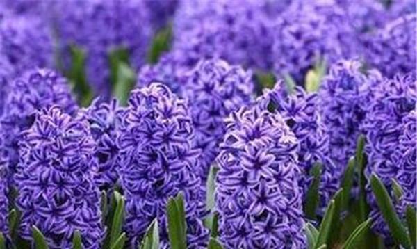 以水培风信子花语为主题的文章（水培风信子）