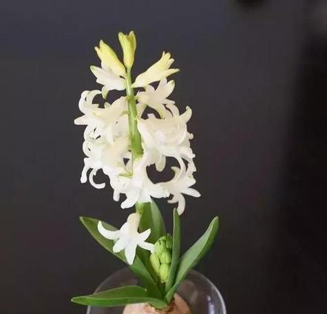 以水培风信子花语为主题的文章（水培风信子）