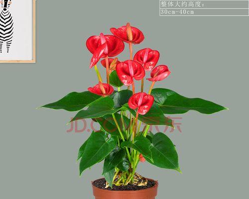 水培红掌花语（以水为媒，红掌传递的自然之语）