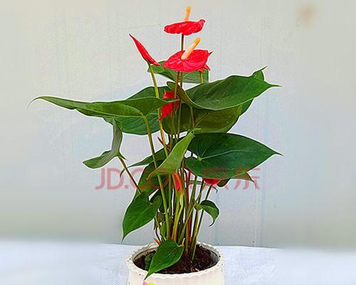 水培红掌花语（以水为媒，红掌传递的自然之语）