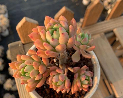 多肉植物养护全指南（打造美丽多肉花园，从这里开始！）