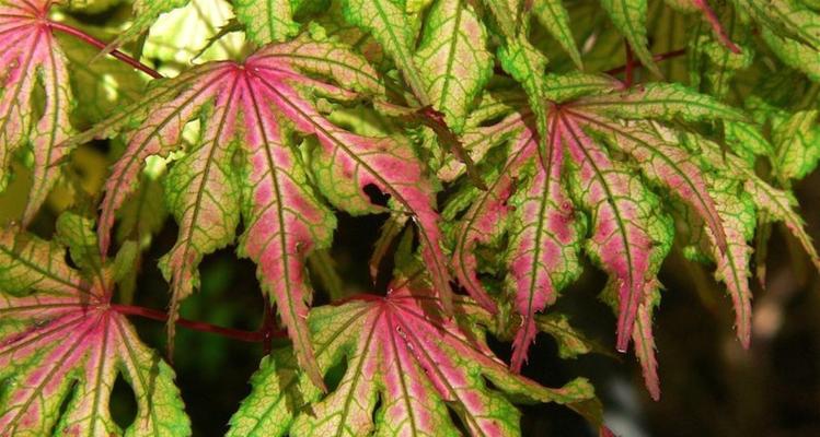 红枫——乔木还是灌木？（探究红枫的植物类型及特征）