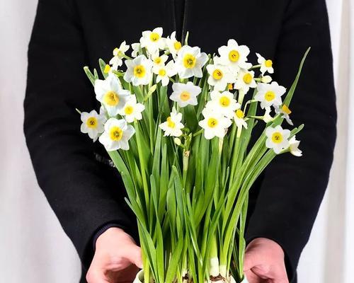 水仙的花期与含义（探究水仙花的开放时间及其象征意义）