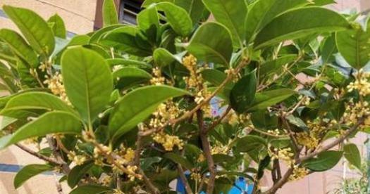 如何科学地养护桂花？（浇水是关键，八步教你如何做到）