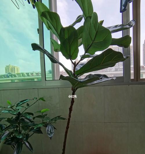 琴叶榕叶子局部焦掉的原因和解决方法（如何避免琴叶榕叶子焦掉，让植物健康成长）