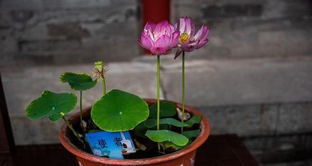 睡莲科代表植物的优美与魅力（探索睡莲科植物的独特之处及其生态角色）