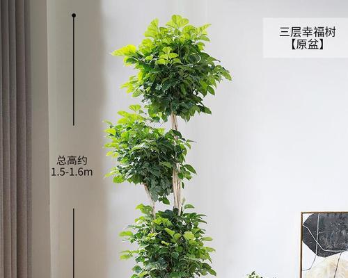绿宝树的养护技巧（打造美丽的室内绿化空间）