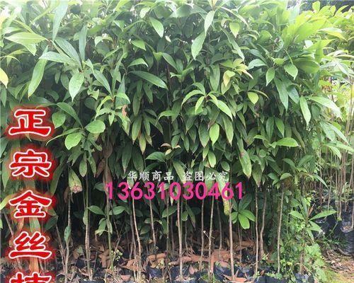 金丝楠木树苗的种植及养护方法（以种植金丝楠木树苗为例，详细介绍其生长习性与养护要点）