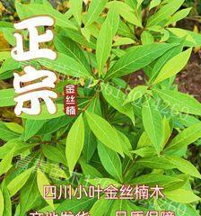 金丝楠木树苗的种植及养护方法（以种植金丝楠木树苗为例，详细介绍其生长习性与养护要点）