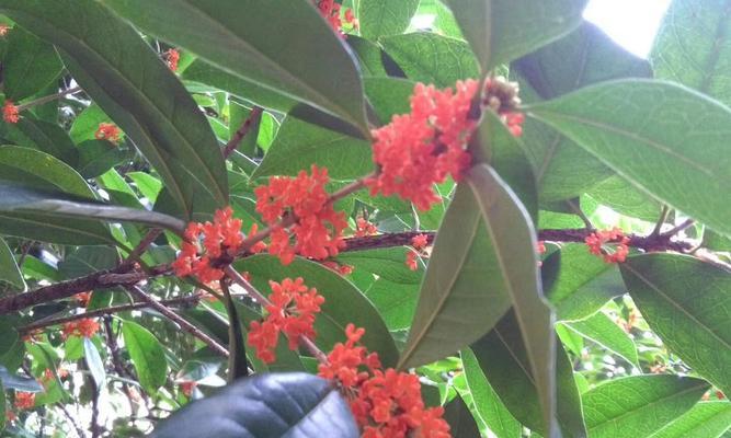 四季桂花的花语——芳香扑鼻、四季常青的美丽（花开四季，芬芳无限——桂花的花语与寓意）