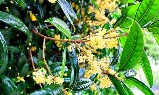 四季桂花的花语——芳香扑鼻、四季常青的美丽（花开四季，芬芳无限——桂花的花语与寓意）