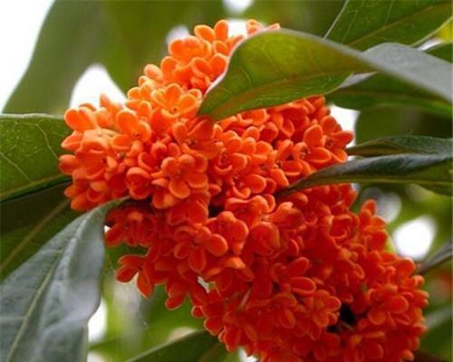 四季桂花的花语——芳香扑鼻、四季常青的美丽（花开四季，芬芳无限——桂花的花语与寓意）