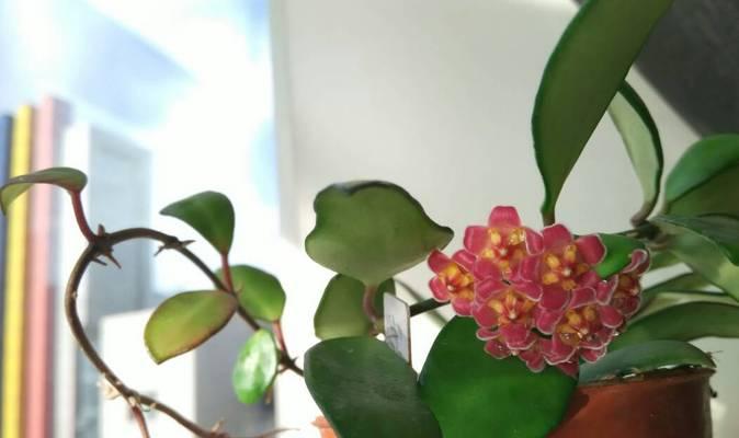 球兰品种推荐——打造花海盛宴的最佳选择（探寻球兰世界的不同风情，让你轻松打造专属花园）