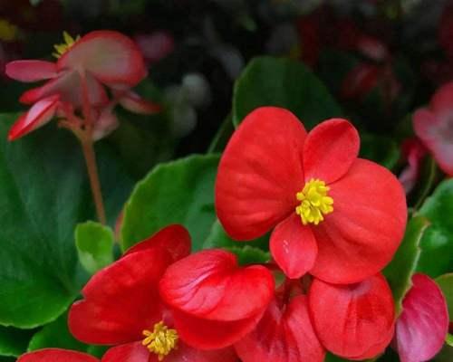 四季海棠花语（探索四季海棠的花语与意义）