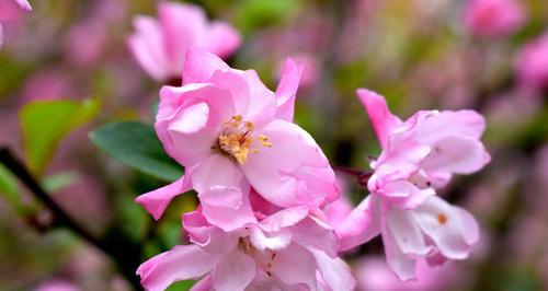 四季海棠花语（探索四季海棠的花语与意义）