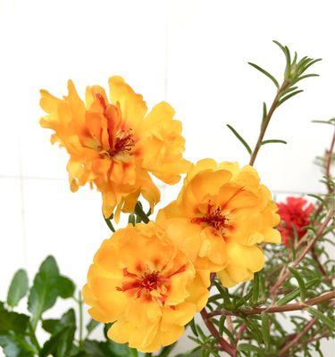 以太阳花（以太阳花的特性和花语）