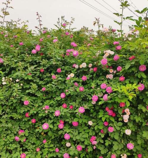 以藤本月季花语（揭示藤本月季的花语之美）