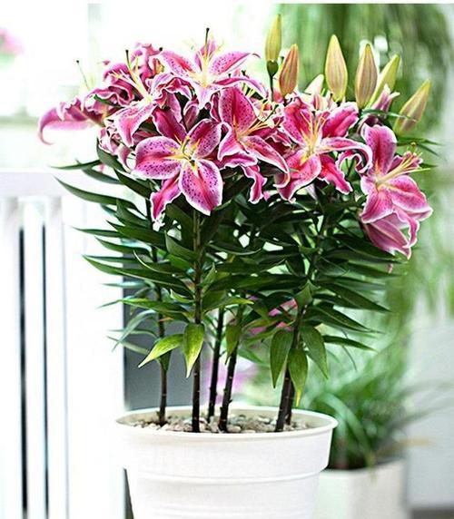 百合花开花时间及特点(一年几次开花?花期有什么特点?如何栽培?)