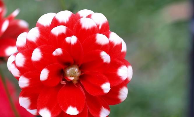 天竺牡丹花语（品味花海中的生命哲理）