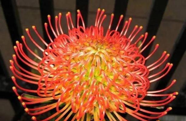 世界上最美的花，一睹为快！（8种令人心驰神往的花卉品种，尽享花海盛宴）