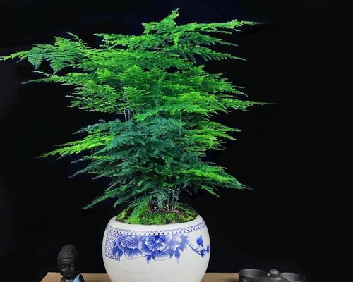 以文竹盆栽的寓意与养护之道（传承与繁荣的象征——文竹盆栽的文化内涵）