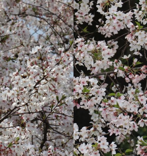 盛开在树上的春天之花（了解春天树上的花开，你需要知道哪些花种？）