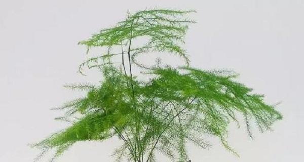 文竹花语-生命的坚韧和纯洁（探索文竹花语，揭示生命中的坚韧和纯洁之美）