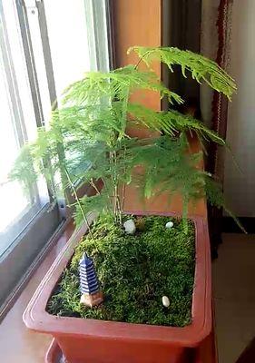 文竹花语-生命的坚韧和纯洁（探索文竹花语，揭示生命中的坚韧和纯洁之美）