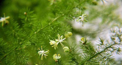文竹花语-生命的坚韧和纯洁（探索文竹花语，揭示生命中的坚韧和纯洁之美）