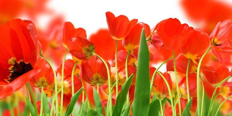 郁金香的花期控制方法（如何掌控郁金香的开花时间？——花期控制技巧大全）
