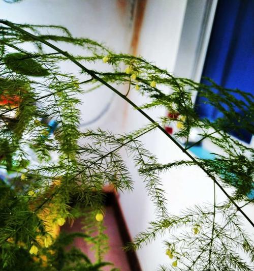 文竹开花的寓意与象征（探寻文竹开花的含义与象征意义）