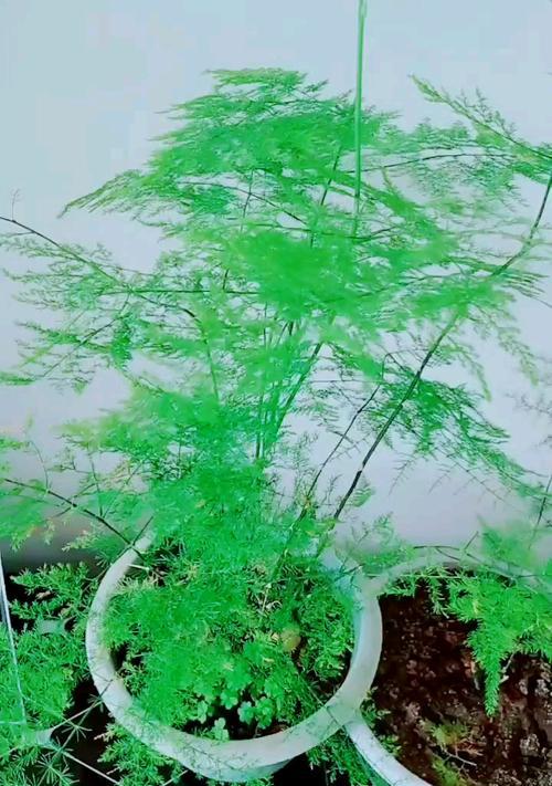 文竹藤蔓攀登高峰（以文竹爬的高的寓意）