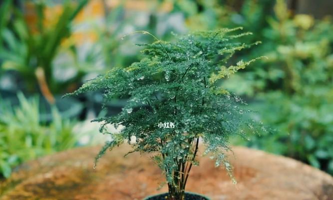文竹藤蔓攀登高峰（以文竹爬的高的寓意）