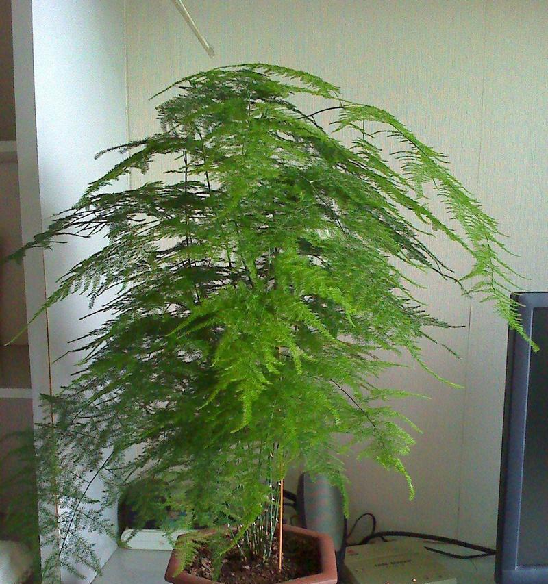 文竹藤蔓攀登高峰（以文竹爬的高的寓意）