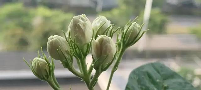 茉莉花为什么会开花就掉？（原因分析和解决方法）