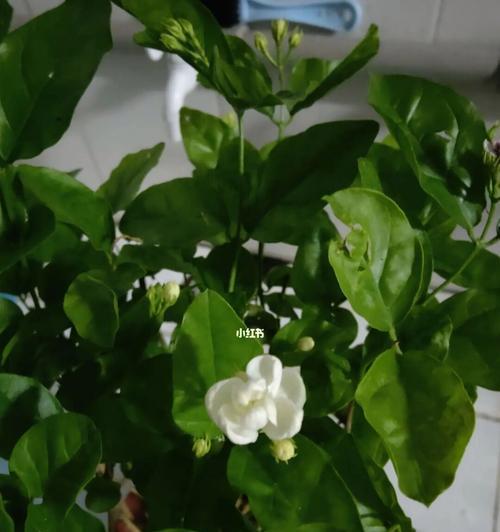 茉莉花为什么会开花就掉？（原因分析和解决方法）