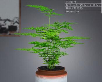 文竹微盆景的意义与价值（以文竹打造微型盆景增添自然之美）