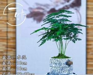 文竹微盆景的意义与价值(以文竹打造微型盆景增添自然之美)