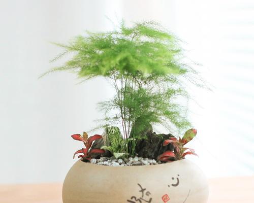 文竹微盆景的意义与价值（以文竹打造微型盆景增添自然之美）