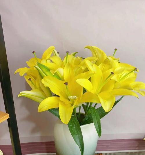 西伯利亚百合花语（西伯利亚百合花语的意义及其美丽之源）