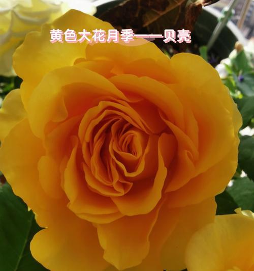 大花月季品种大揭秘！（探寻大花月季的丰富品种，尽情品味绚丽色彩）