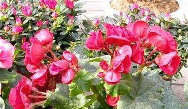 打造美丽园林——海棠花的种植技巧（掌握正确方法，让海棠花盛放您的家园）