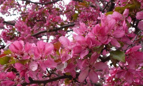 打造美丽园林——海棠花的种植技巧（掌握正确方法，让海棠花盛放您的家园）